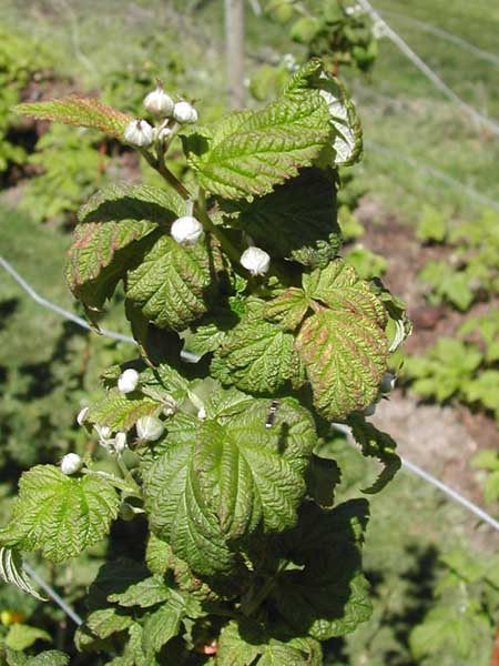 Summer raspberries early May fruit buds
